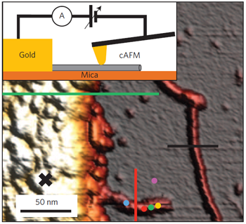 Atomic force microscopy-billede, som viser et typisk målescenarie med en guldelektrode til venstre og molekyler til højre. Et molekyle i bunden stikker frem under kanten af metalelektroden. Skemaet øverst viser det anvendte målesetup. (Illustration fra Nature Nanotechnology).